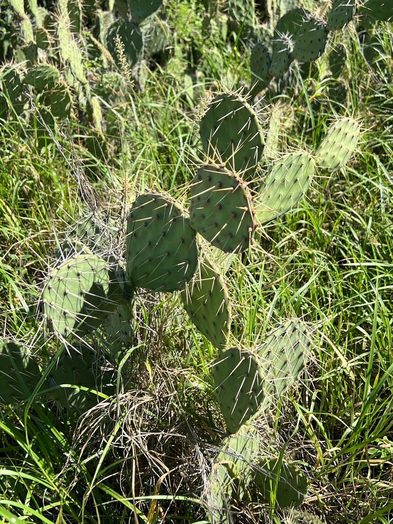 Elephantear Pricklypear photo 7