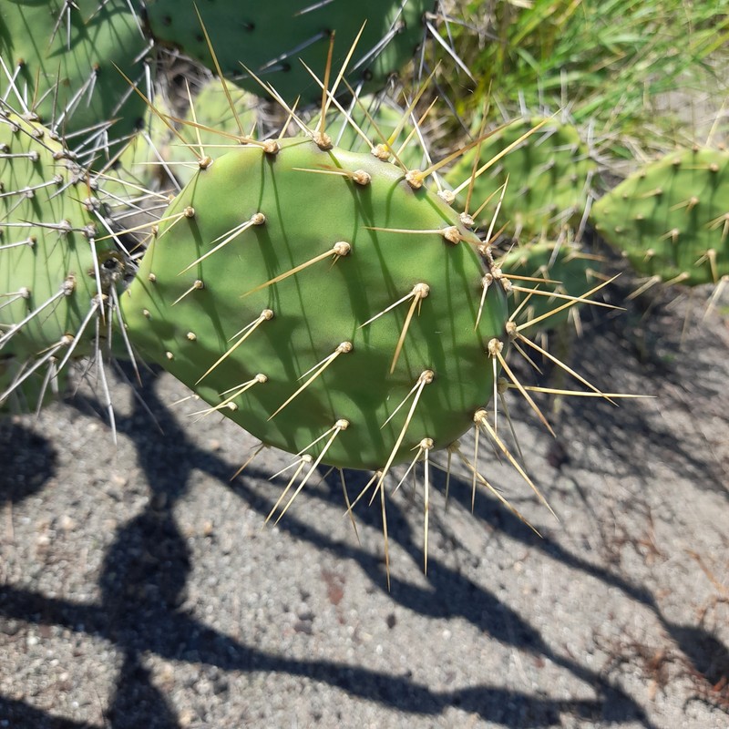 Elephantear Pricklypear photo 8