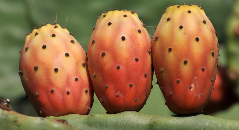 Elephantear Pricklypear photo 4