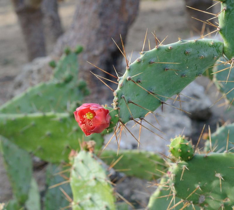 Elephantear Pricklypear photo 5