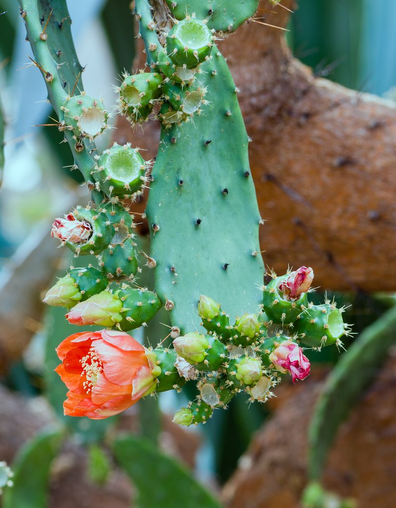 Elephantear Pricklypear photo 6