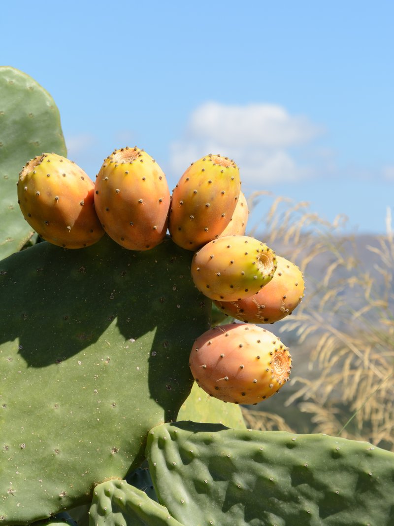 Elephantear Pricklypear photo 7