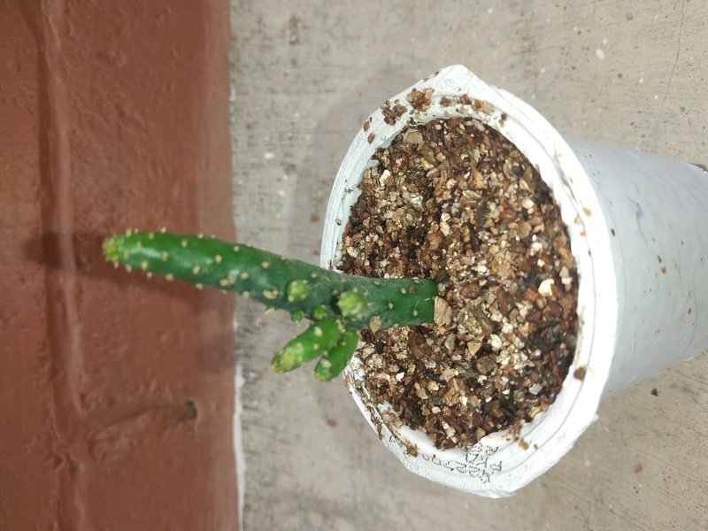 Elephantear Pricklypear photo 2