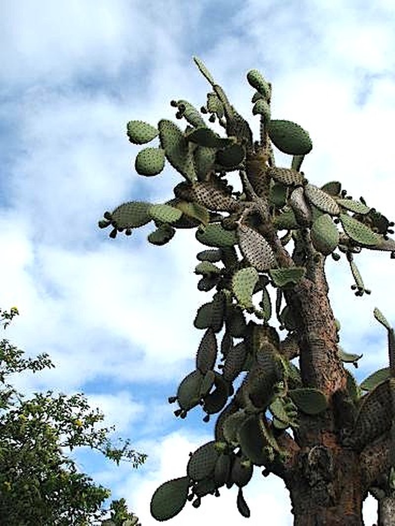 Elephantear Pricklypear photo 3