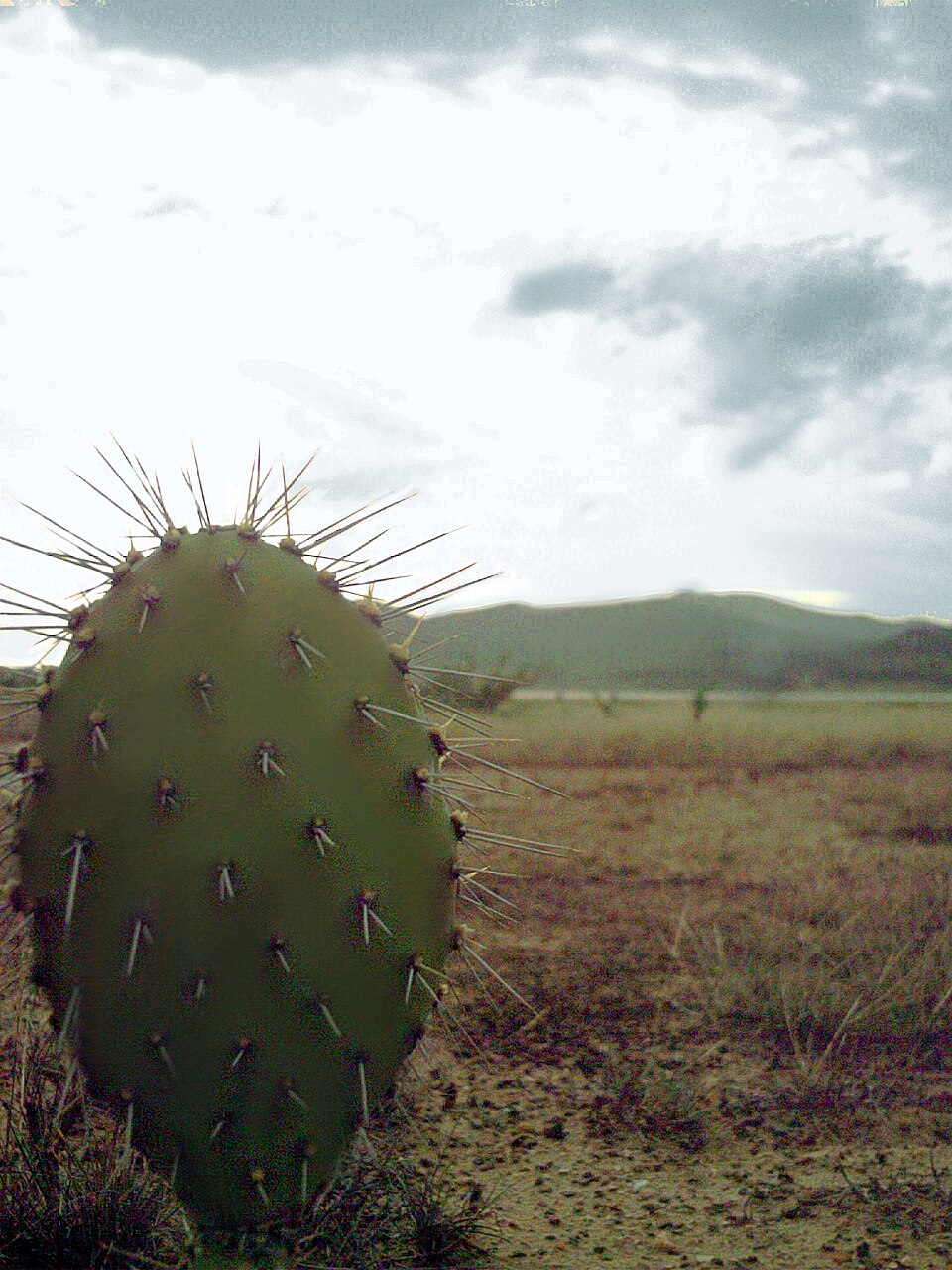 Elephantear Pricklypear
