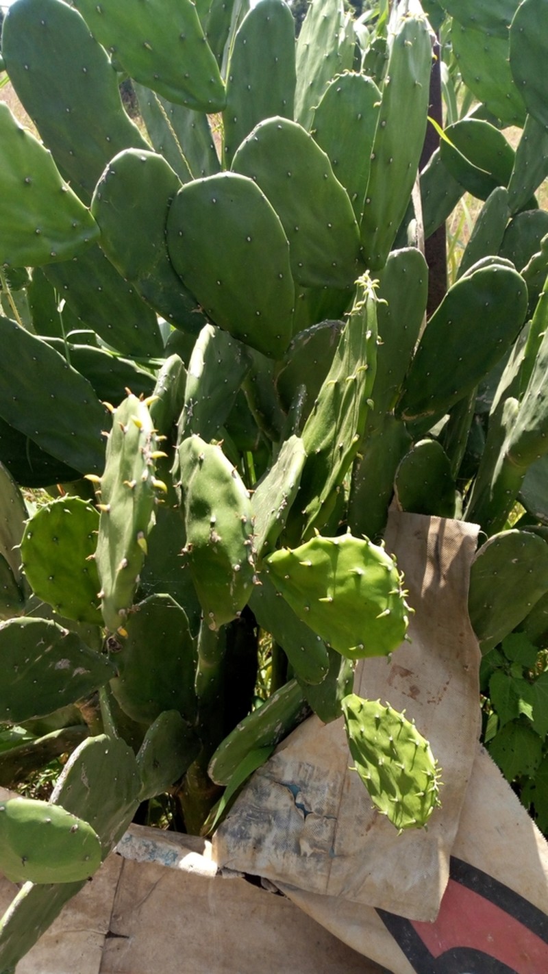 Erect Pricklypear