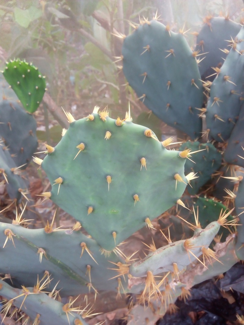 Erect Pricklypear photo 2
