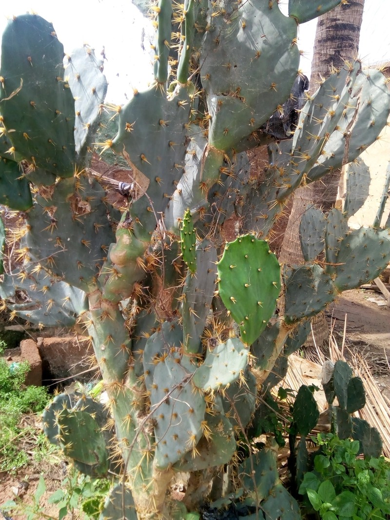 Erect Pricklypear photo 3