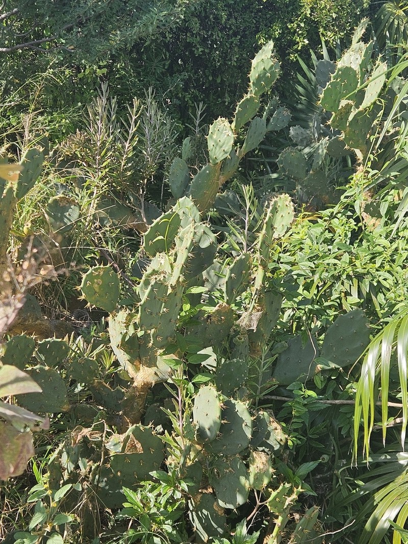 Erect Pricklypear photo 4