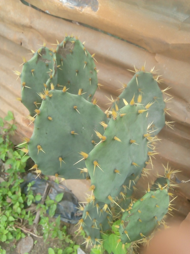 Erect Pricklypear photo 5