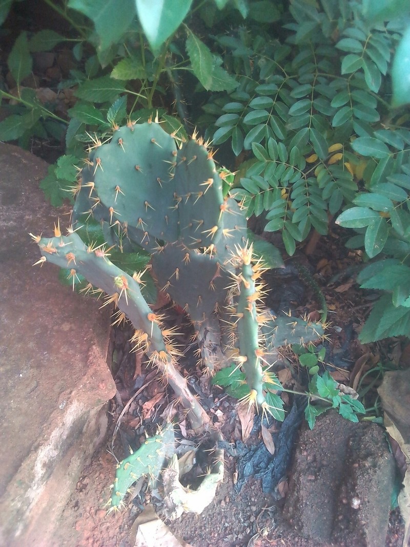 Erect Pricklypear photo 6
