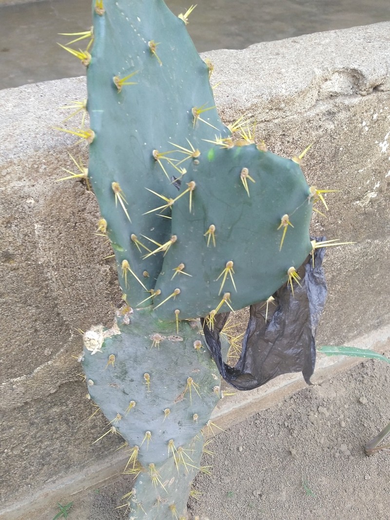 Erect Pricklypear photo 8
