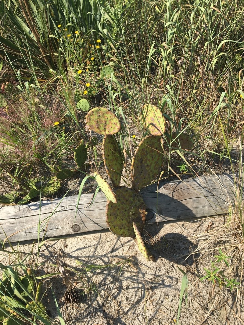 Opuntia tunoidea