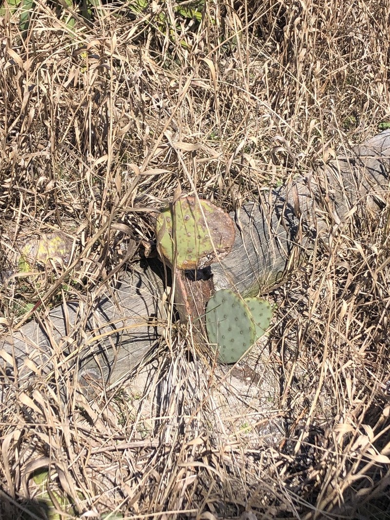 Opuntia tunoidea photo 2