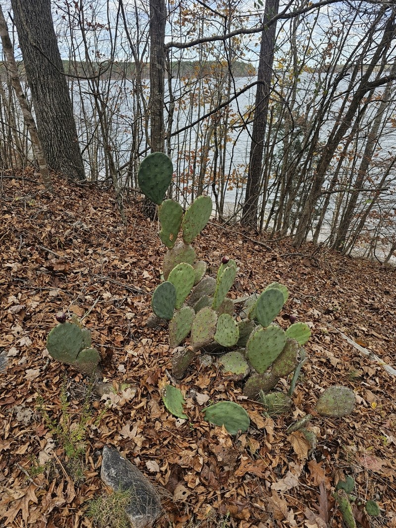 Opuntia tunoidea photo 3