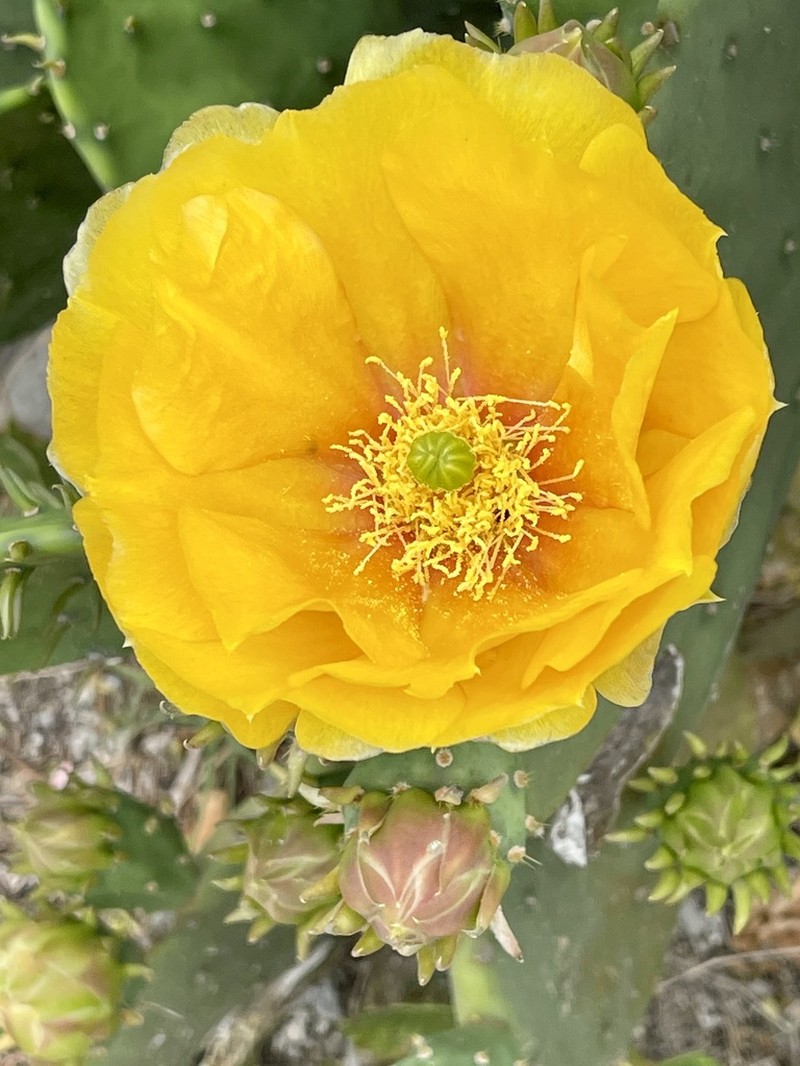 Opuntia tunoidea photo 4