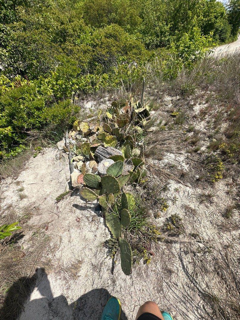Opuntia tunoidea photo 5