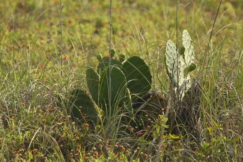 Opuntia tunoidea photo 6