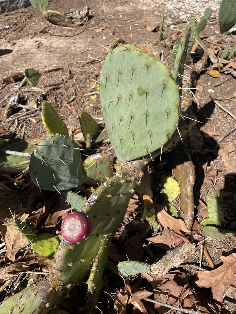 Opuntia tunoidea photo 7