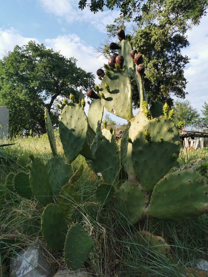 Opuntia tunoidea photo 8