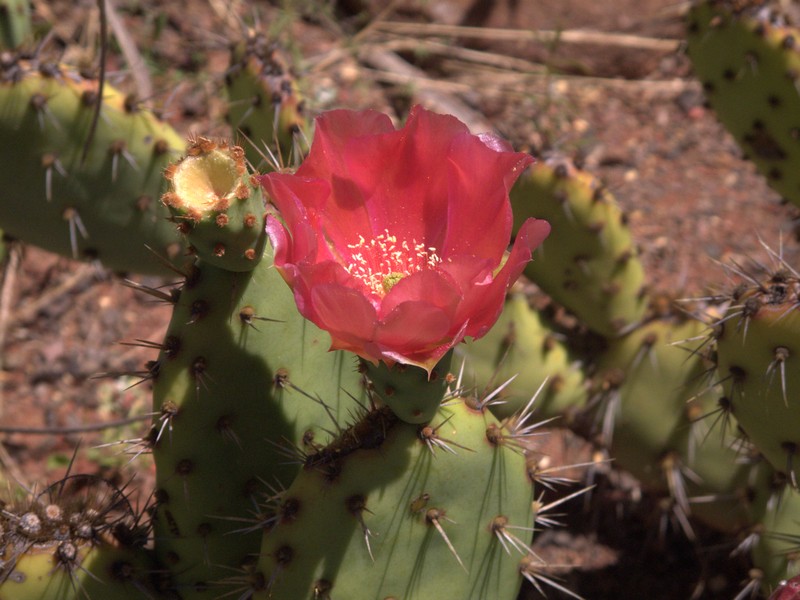 Vasey's Coastal Pricklypear