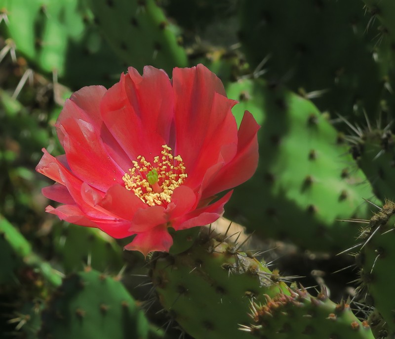 Vasey's Coastal Pricklypear photo 2