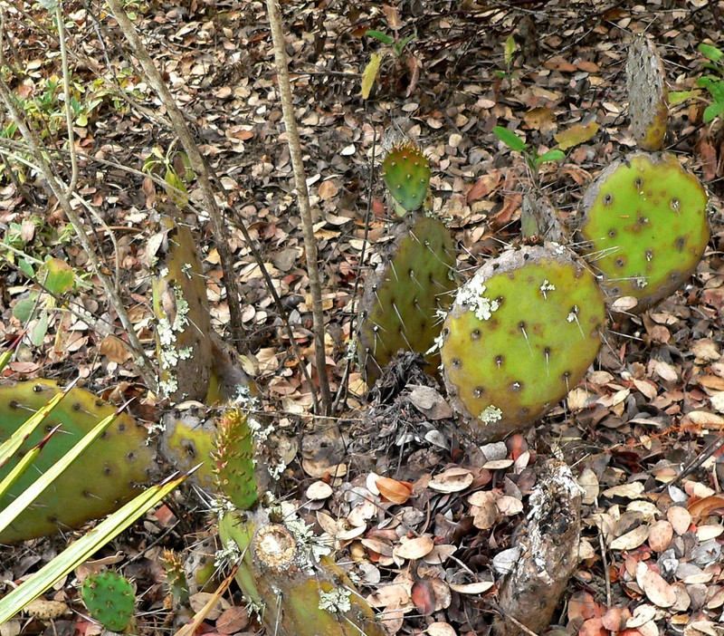 Vasey's Coastal Pricklypear photo 3