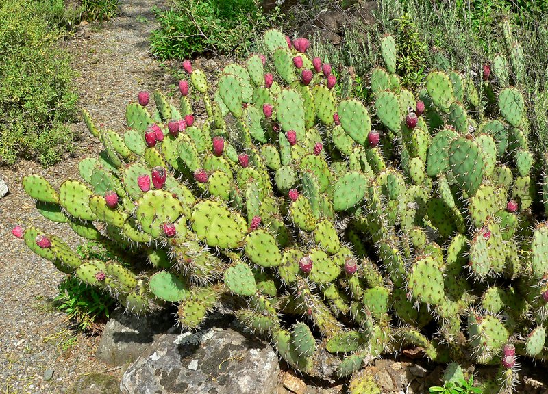Vasey's Coastal Pricklypear photo 5