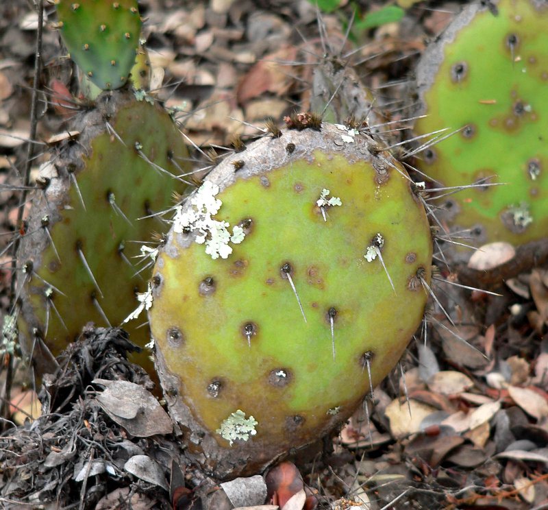 Vasey's Coastal Pricklypear photo 6