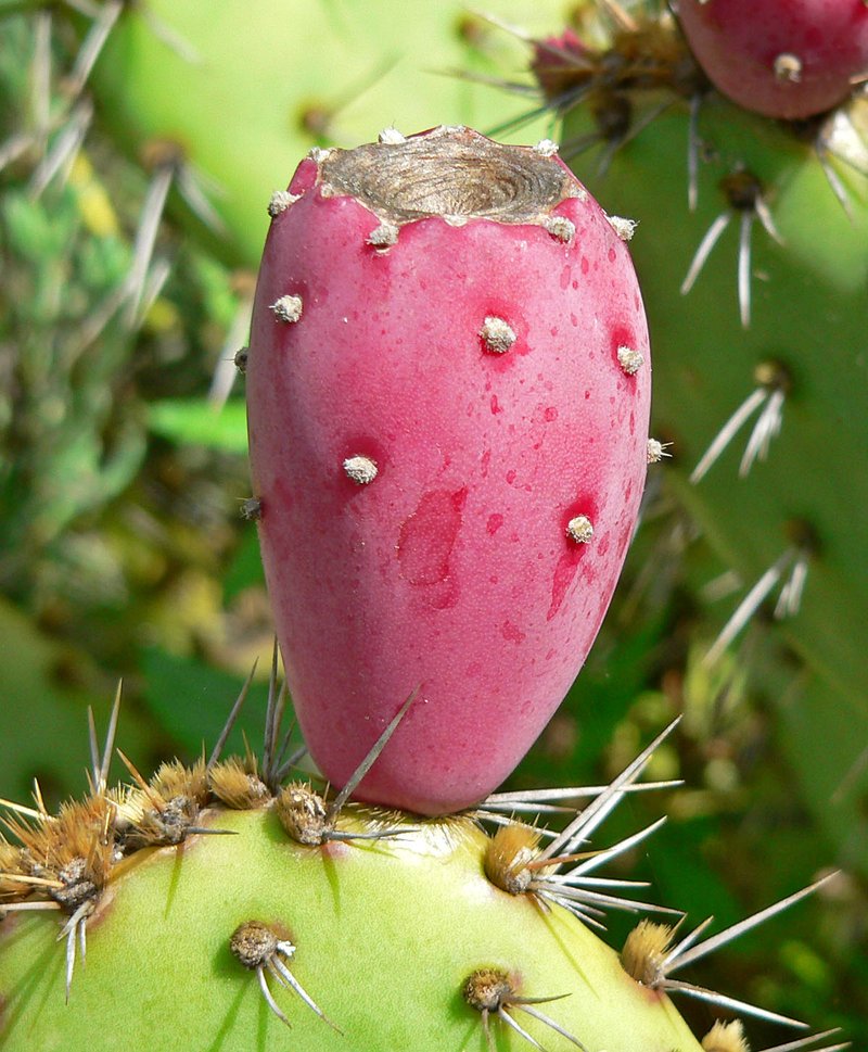Vasey's Coastal Pricklypear photo 7