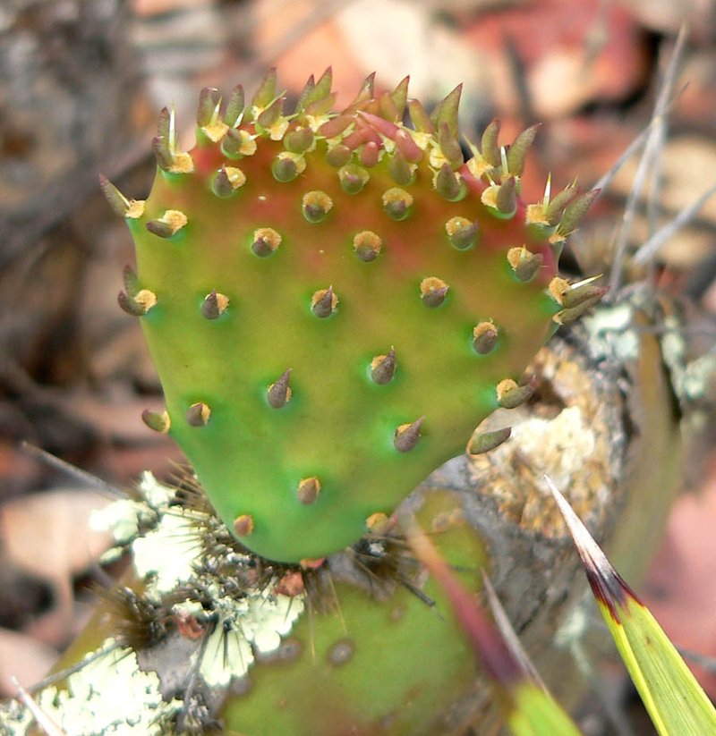 Vasey's Coastal Pricklypear photo 8