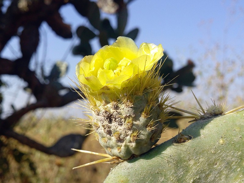 Opuntia velutina photo 2