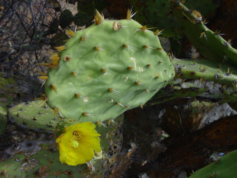 Opuntia velutina photo 3