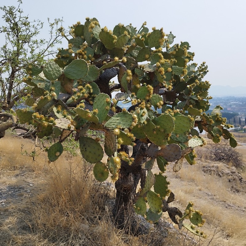 Opuntia velutina photo 4