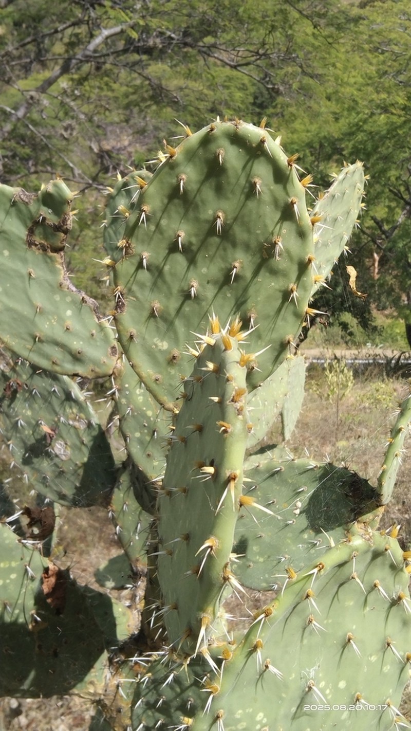 Opuntia velutina photo 5