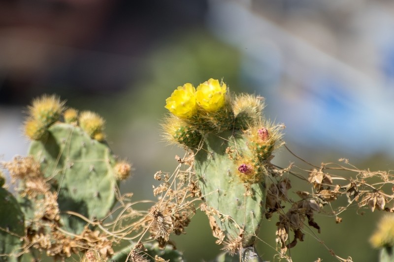 Opuntia velutina photo 6