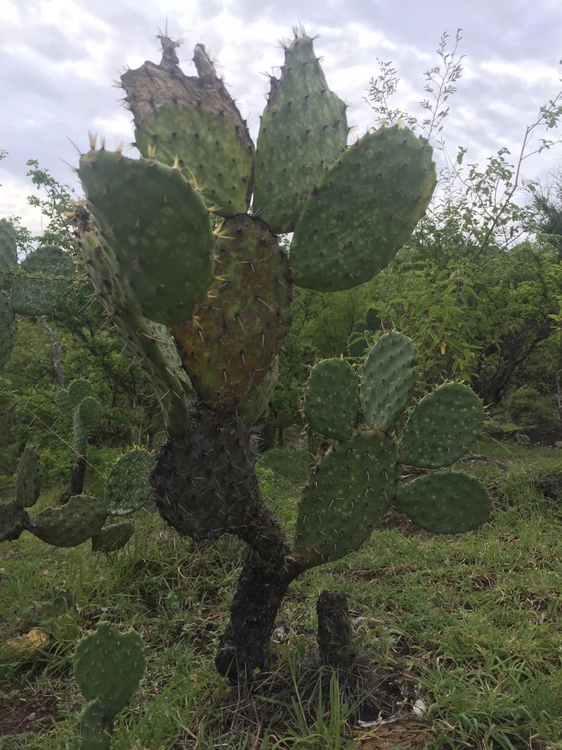Opuntia velutina photo 7