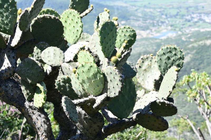 Opuntia velutina photo 8