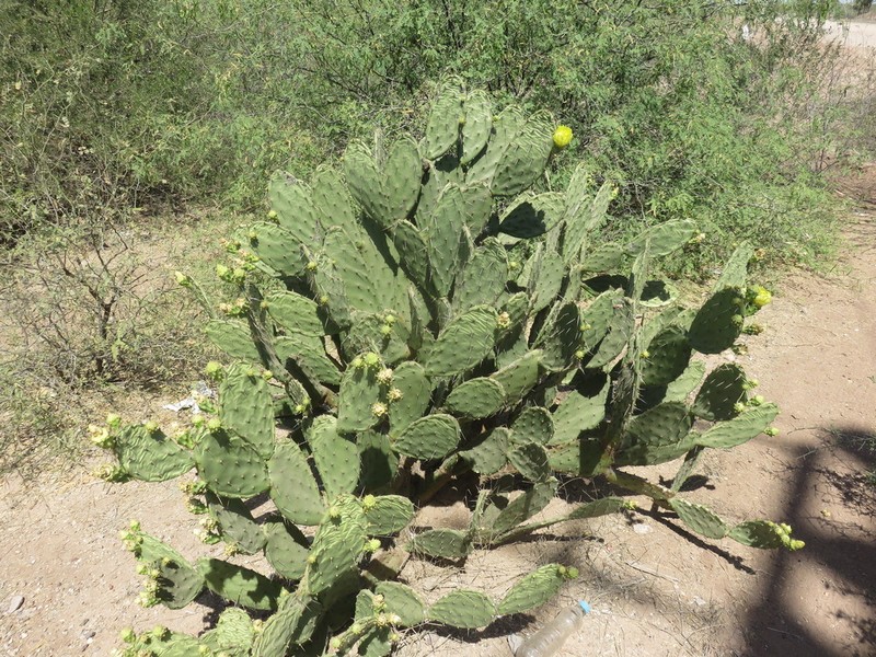 Opuntia wilcoxii