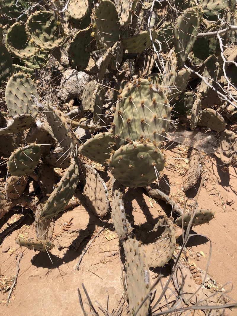 Opuntia wilcoxii photo 2