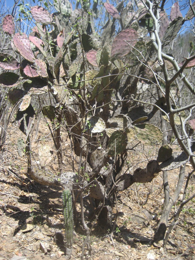Opuntia wilcoxii photo 3
