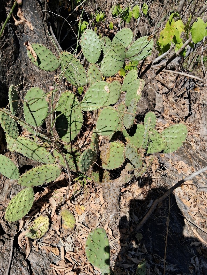 Opuntia wilcoxii photo 4