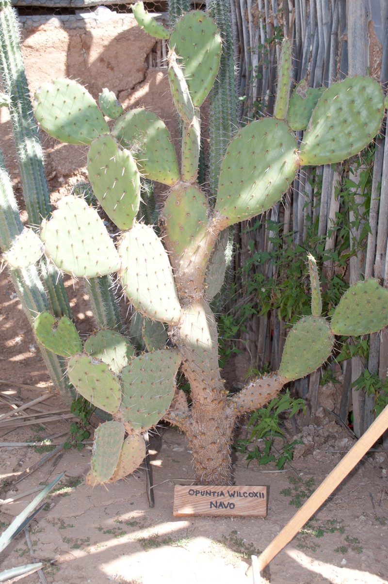 Opuntia wilcoxii photo 5