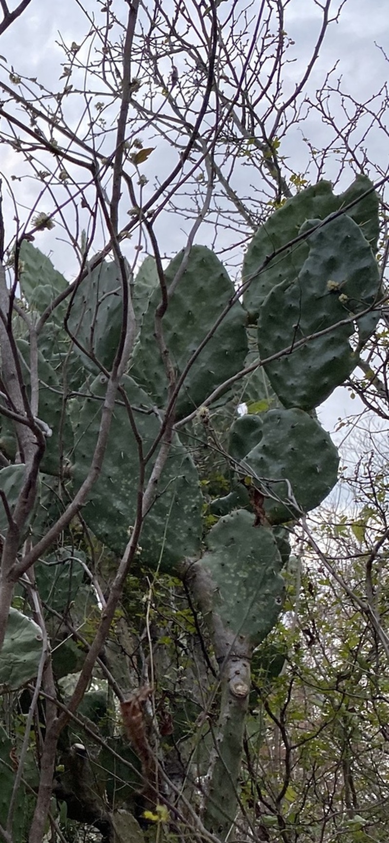 Opuntia wilcoxii photo 6