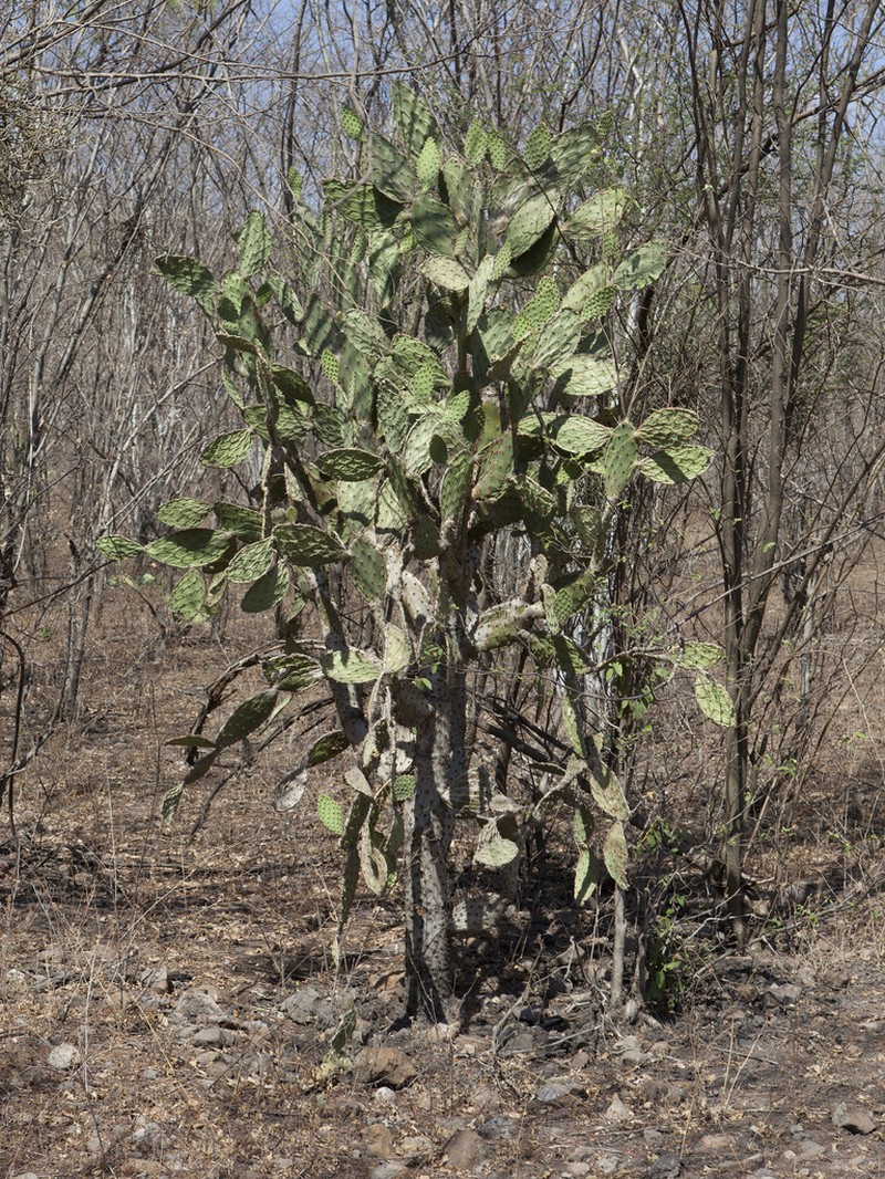 Opuntia wilcoxii photo 7