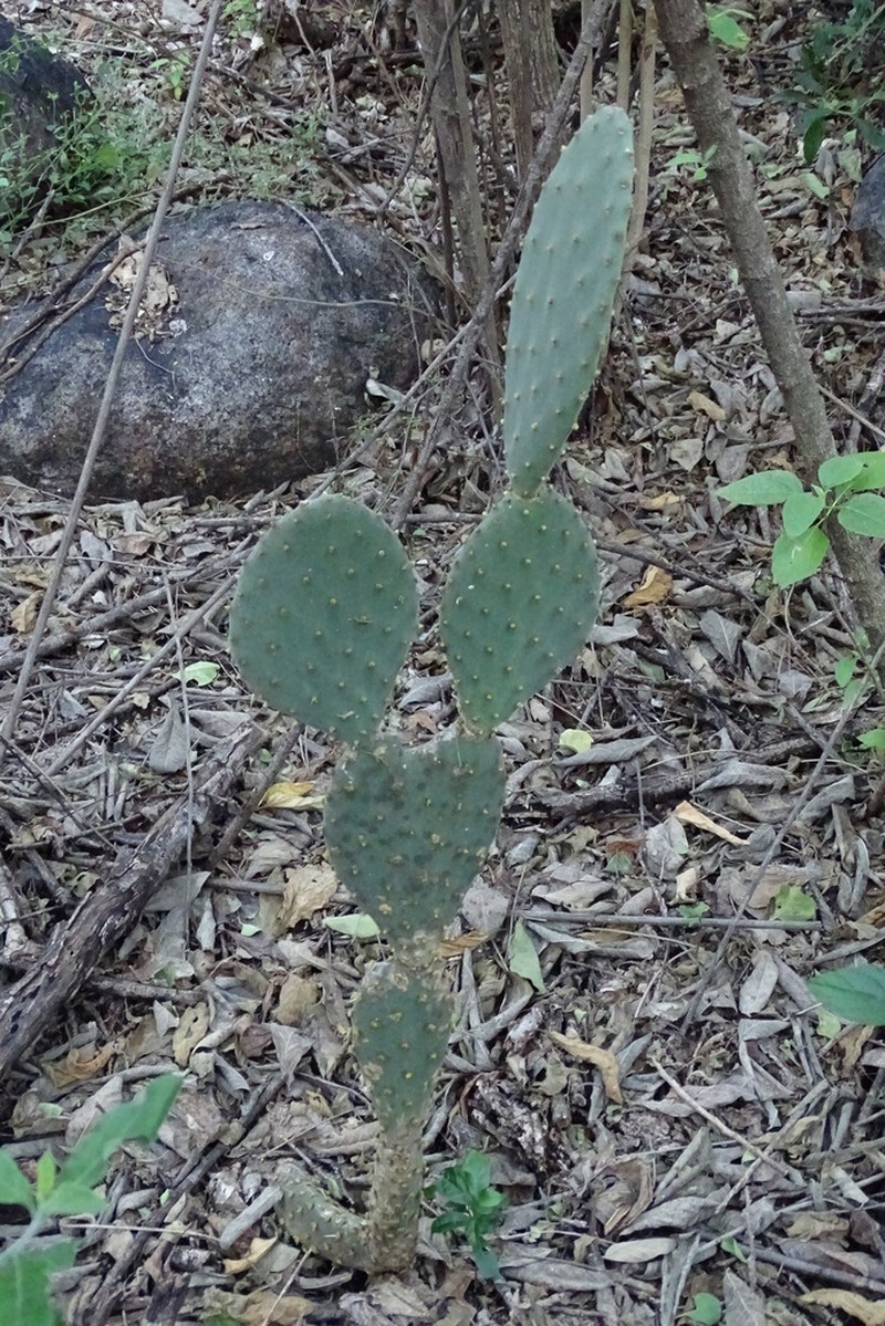 Opuntia wilcoxii photo 8