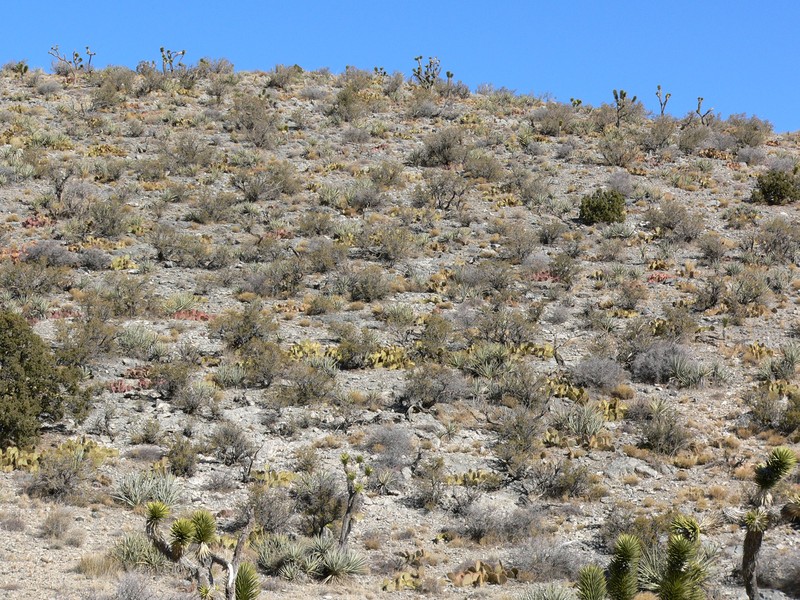 Wooton's Pricklypear