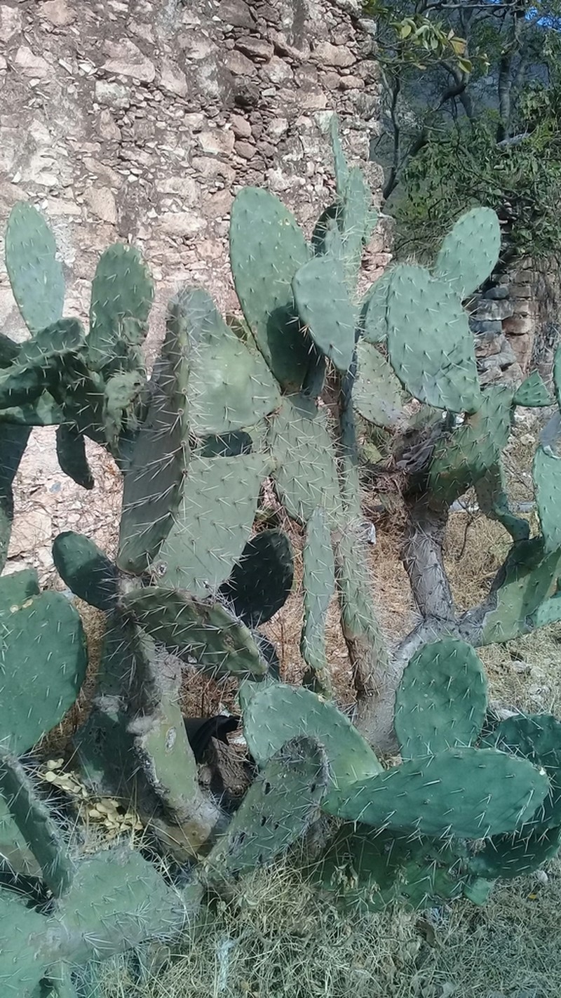 Opuntia zamudioi