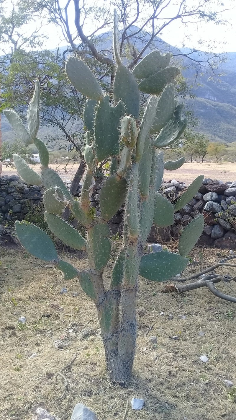 Opuntia zamudioi photo 2