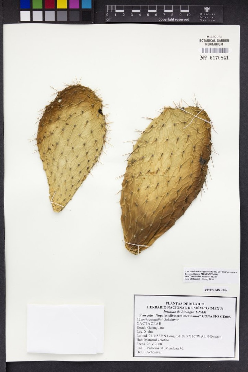 Opuntia zamudioi photo 3